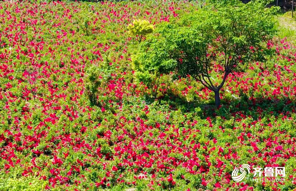 数万株地被玫瑰盛开！艳丽花海随风荡漾(图1)